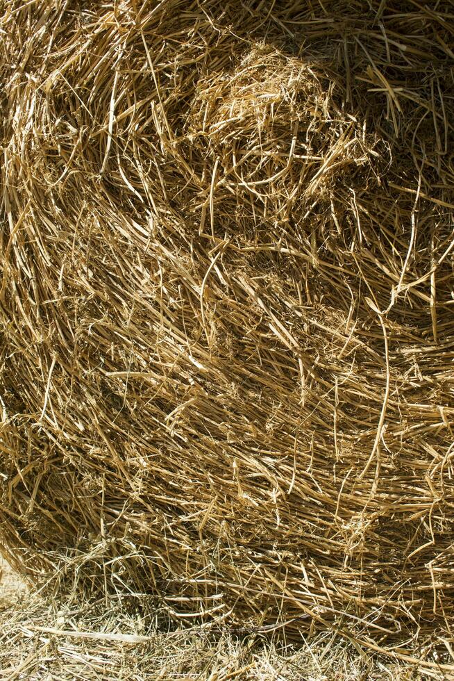 Straw for horses photo