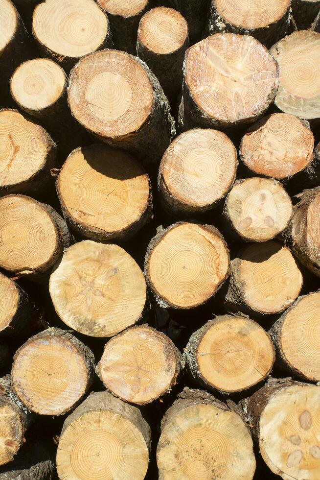 Trunks of pine trees photo