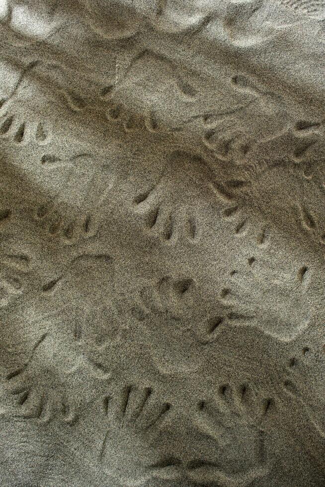 Handprints In The Sand photo