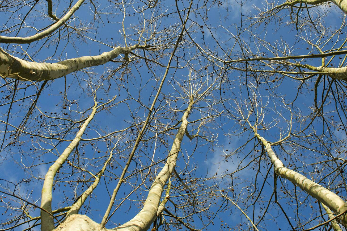 Sycamore tree in winter photo