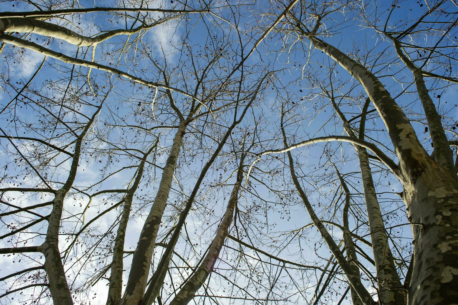 Sycamore tree in winter photo