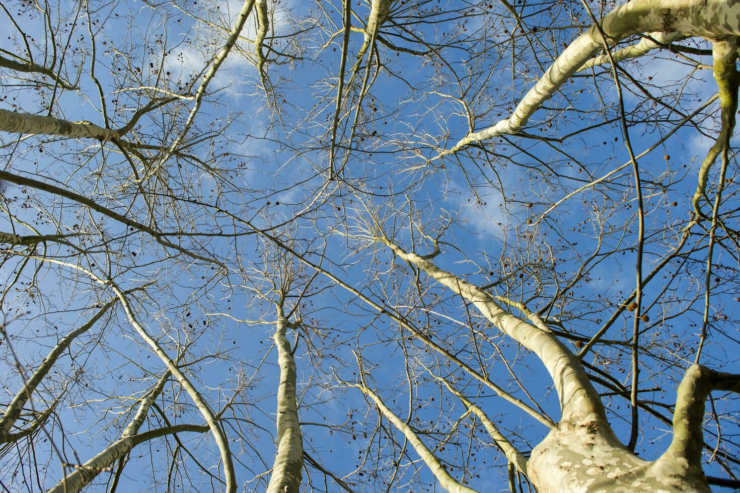 Sycamore tree in winter photo