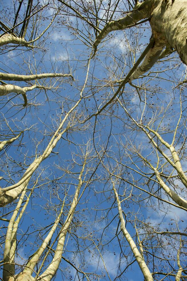 Sycamore tree in winter photo