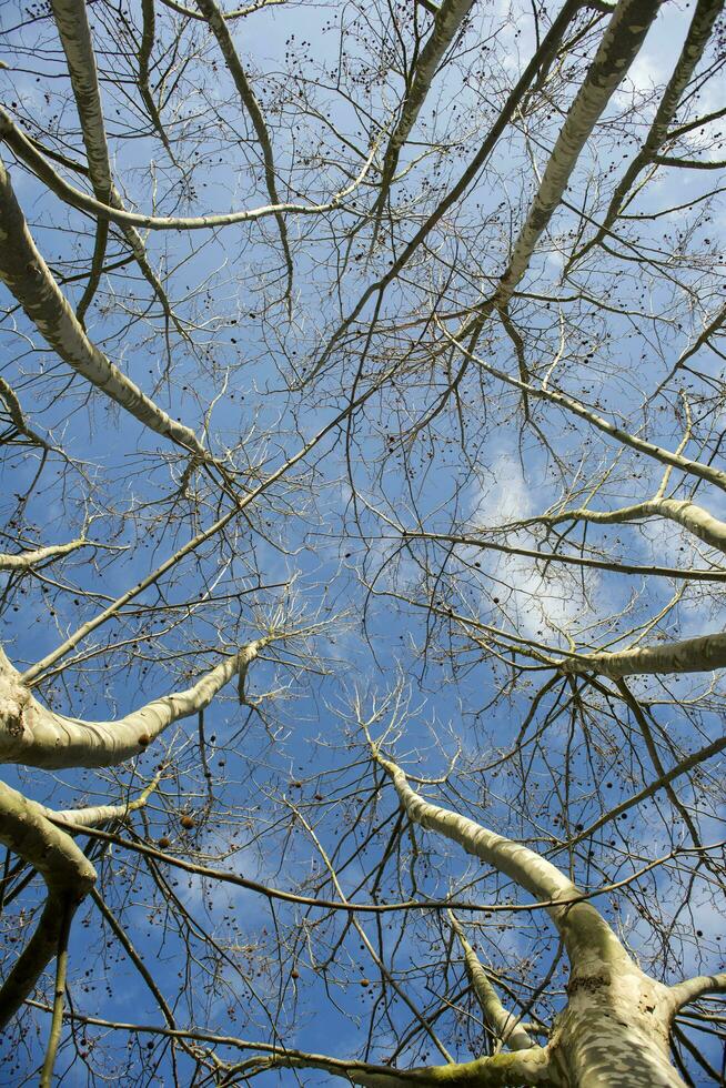 Sycamore tree in winter photo