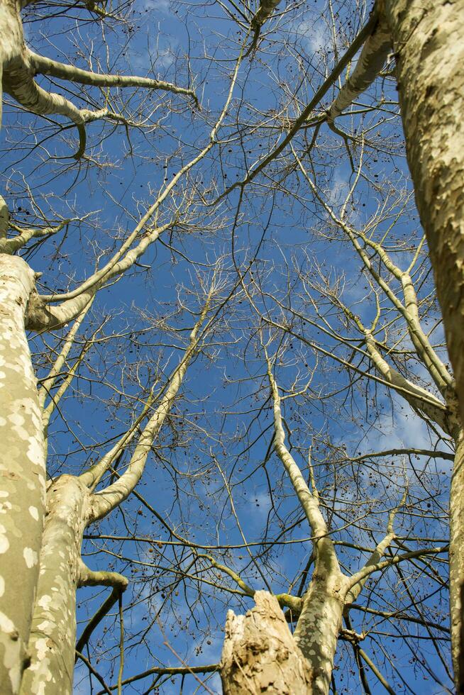 Sycamore tree in winter photo