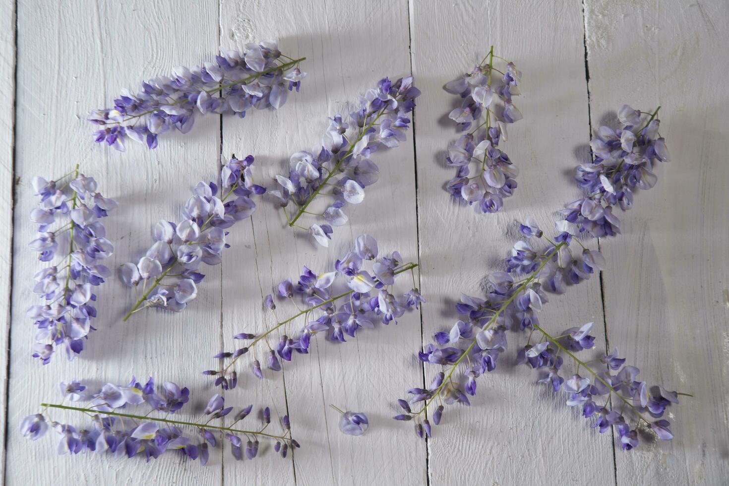 The colors of wisteria photo
