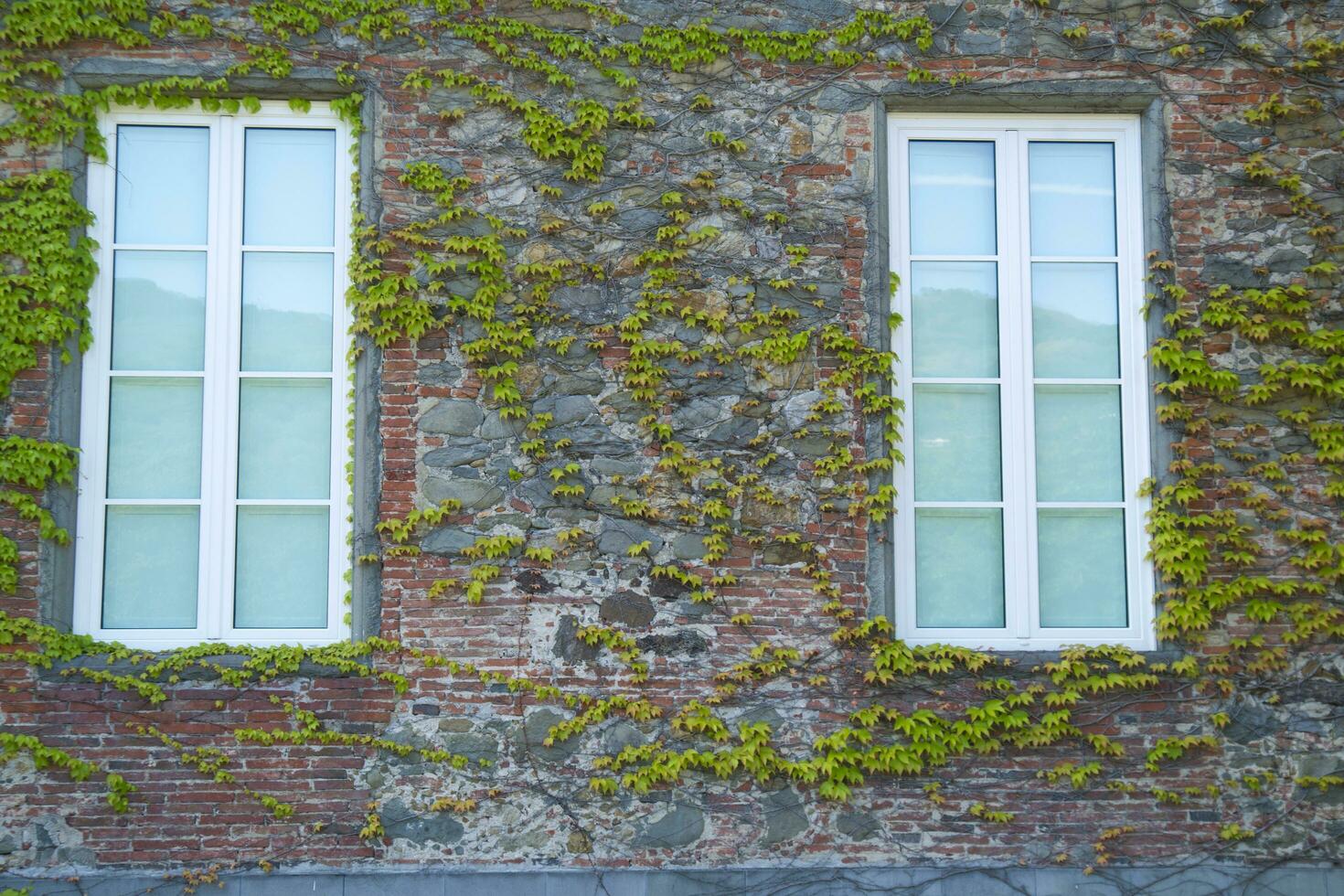 The ivy of Canada photo