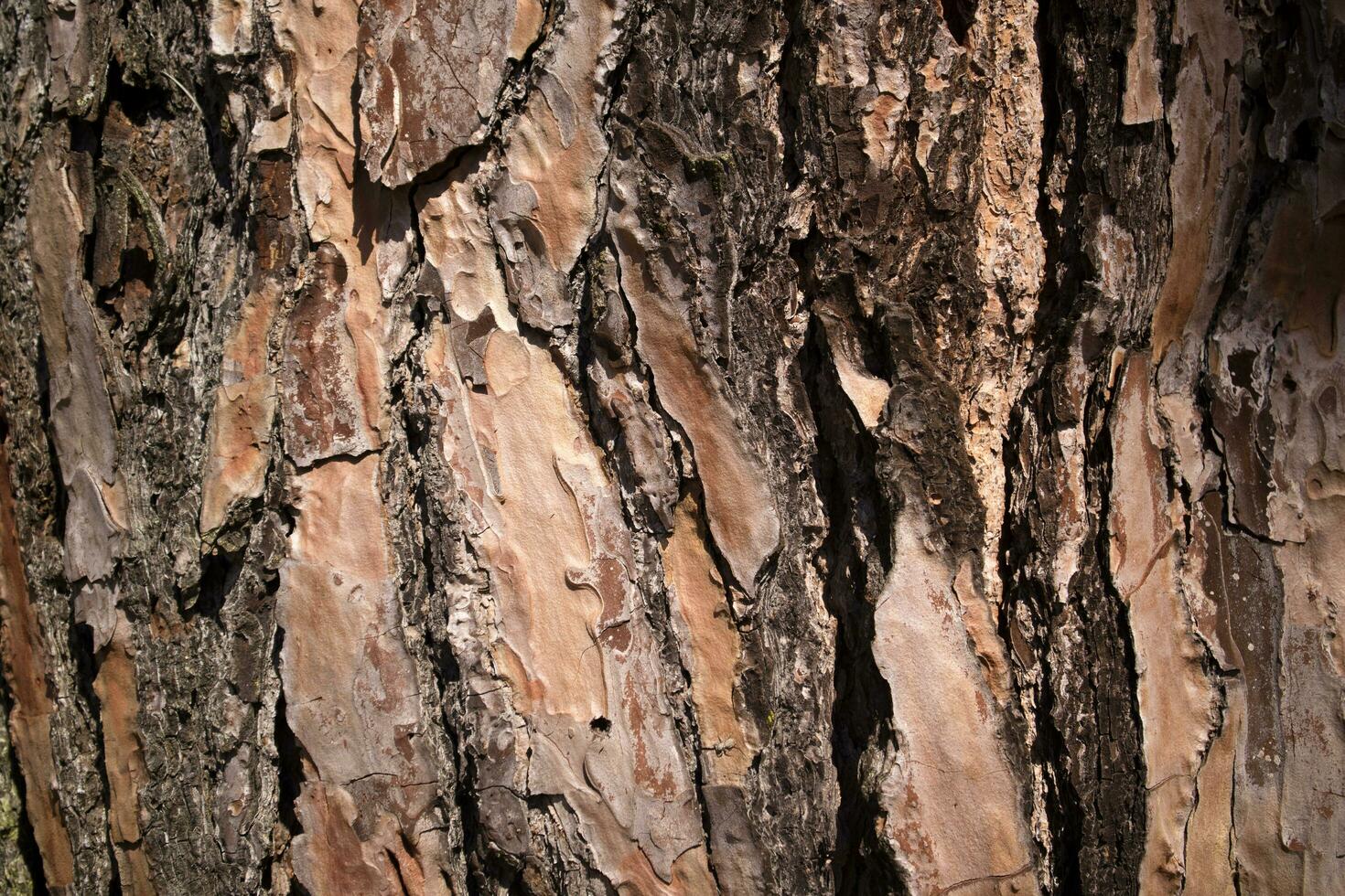 The bark of the pine photo