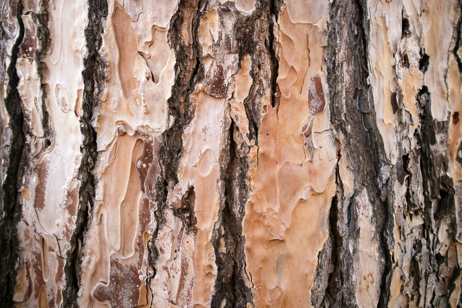 The bark of the pine photo