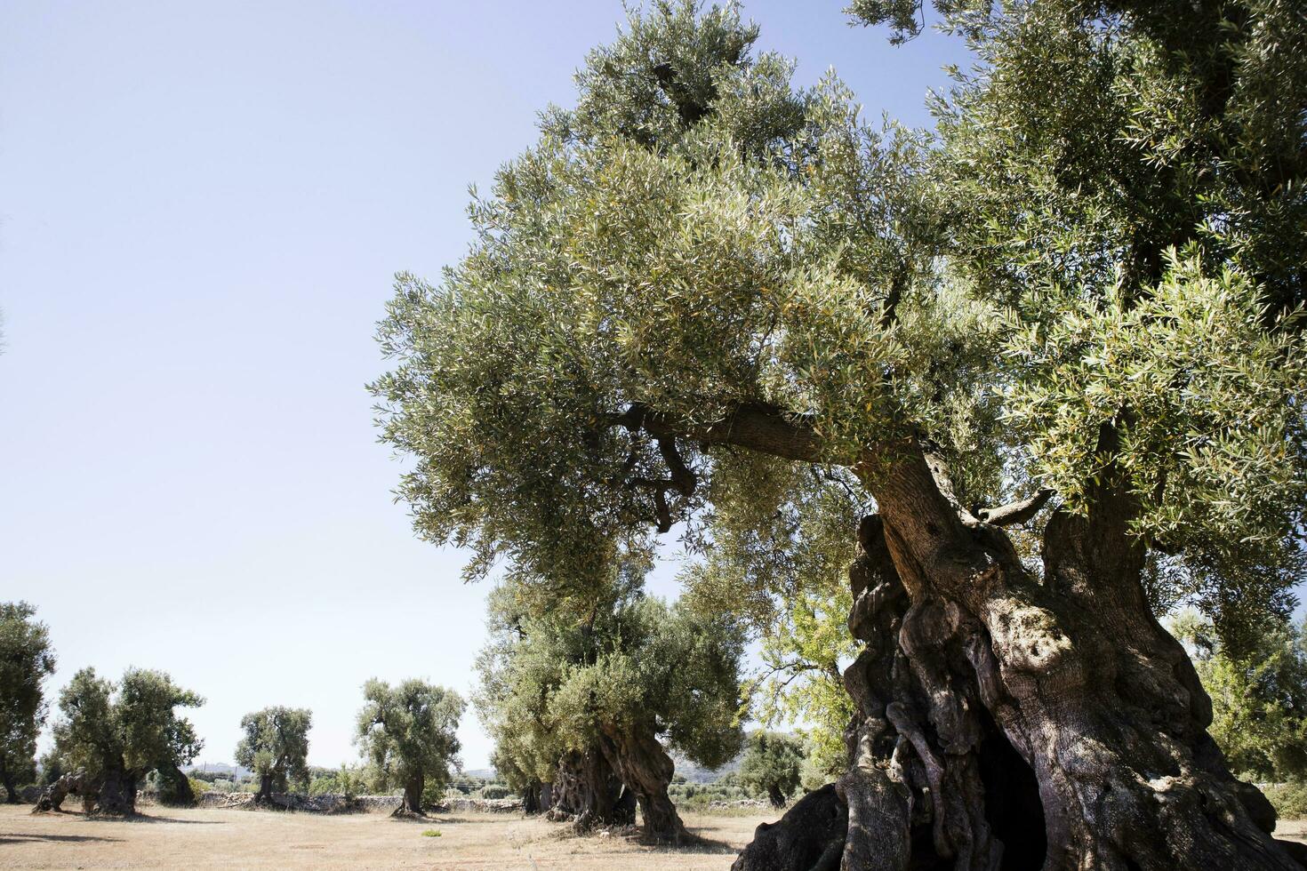 Secular Olives of Italy photo