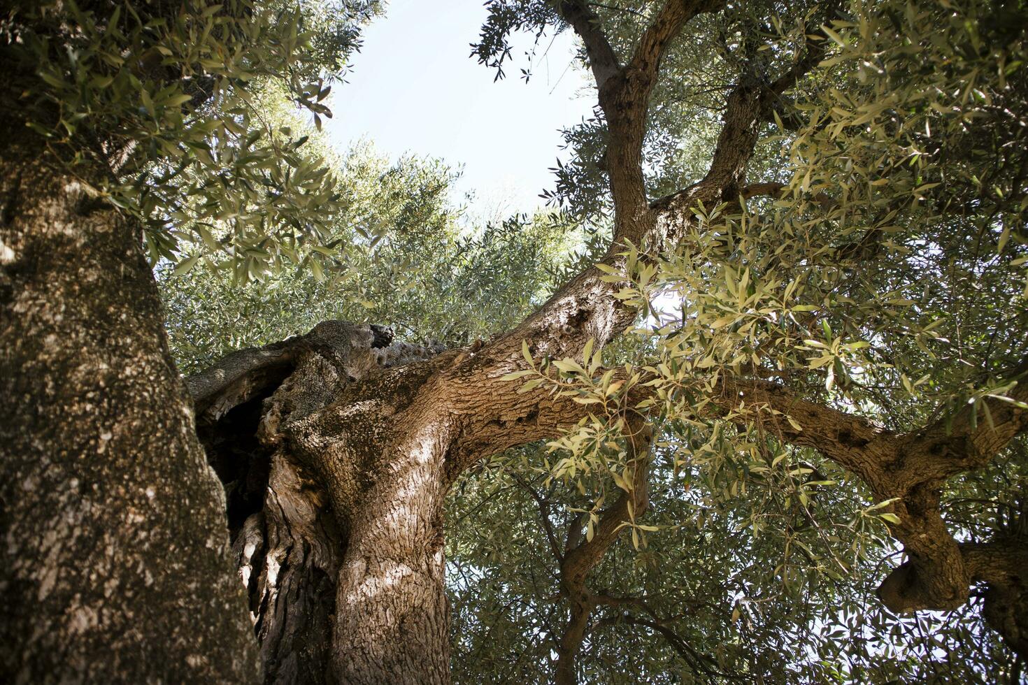 Secular Olives of Italy photo