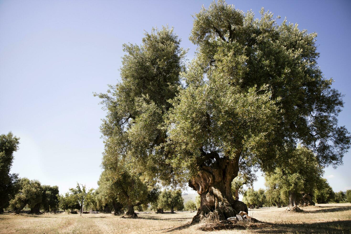 secular aceitunas de Italia foto