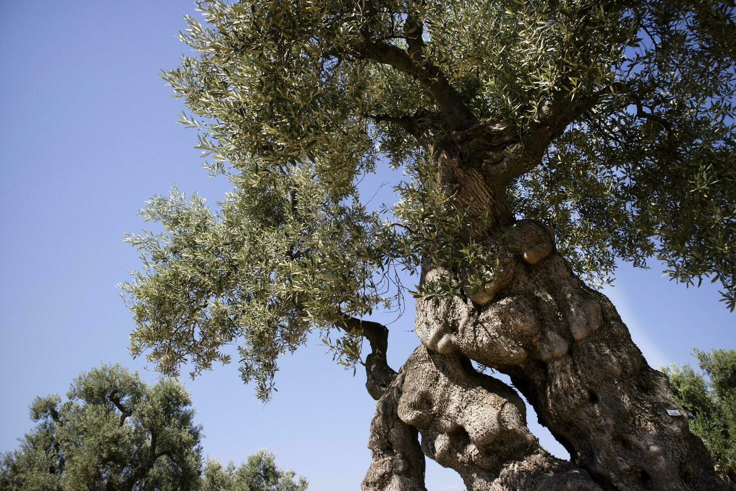 Secular Olives of Italy photo