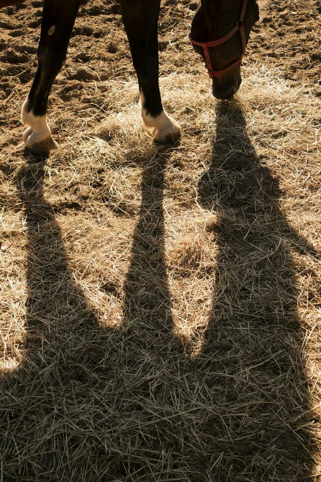 Shade projected by a horse photo