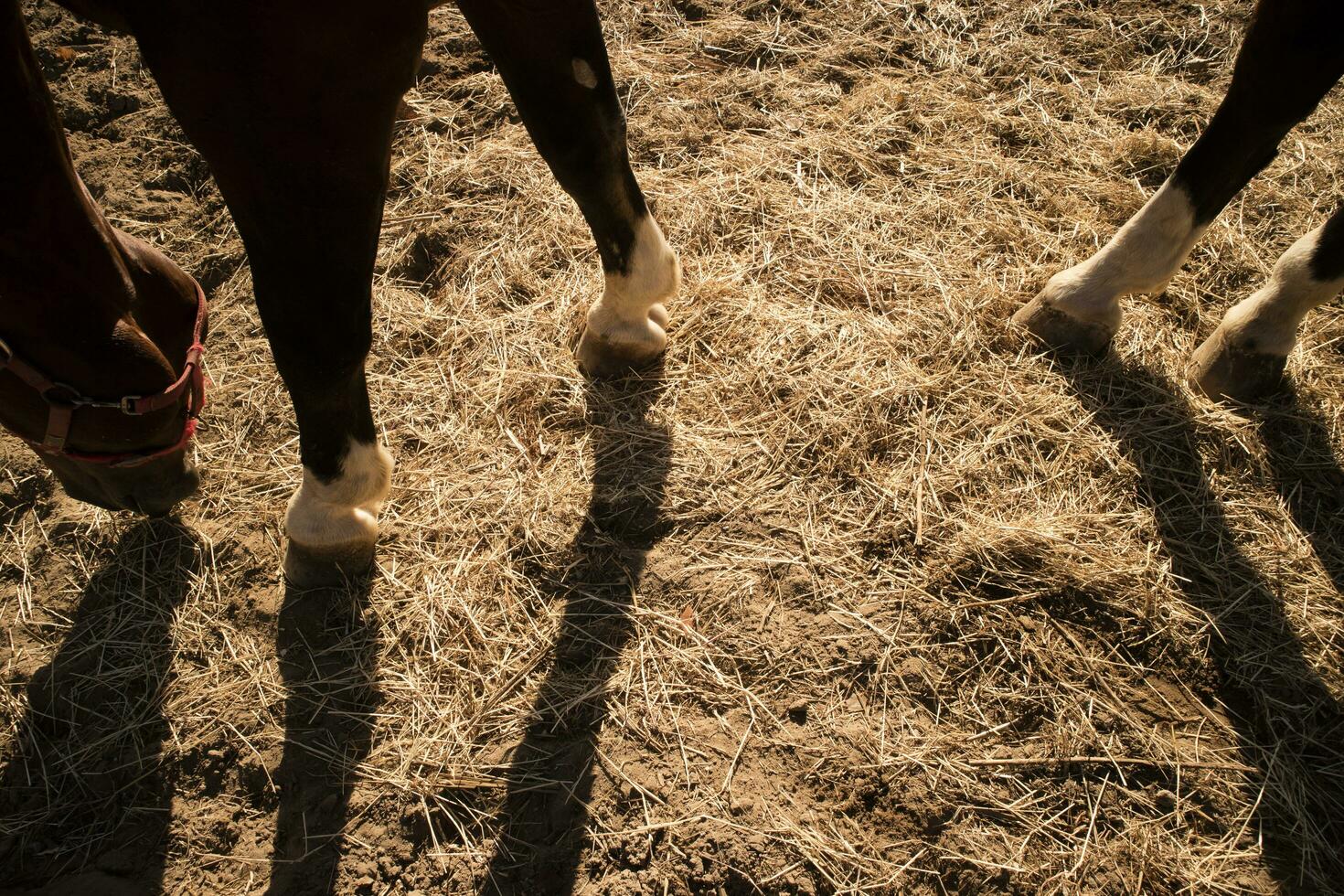 Shade projected by a horse photo