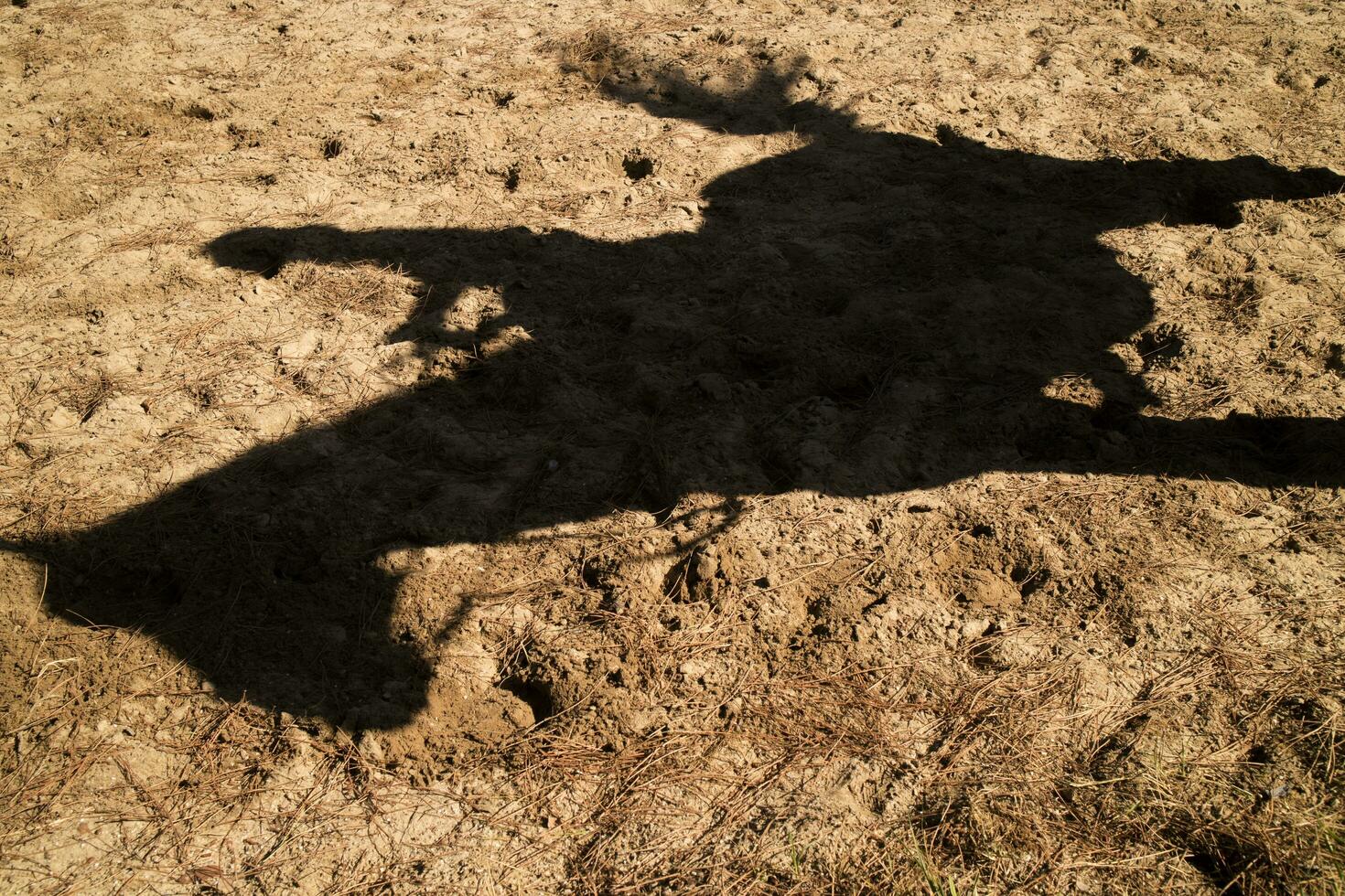 sombra proyectado por un caballo foto