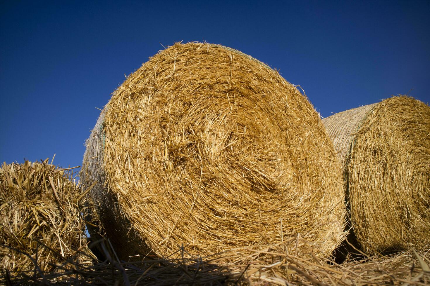 Straw pressed for animals photo