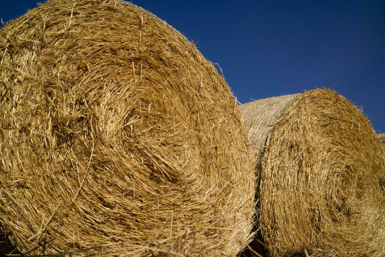 Straw pressed for animals photo