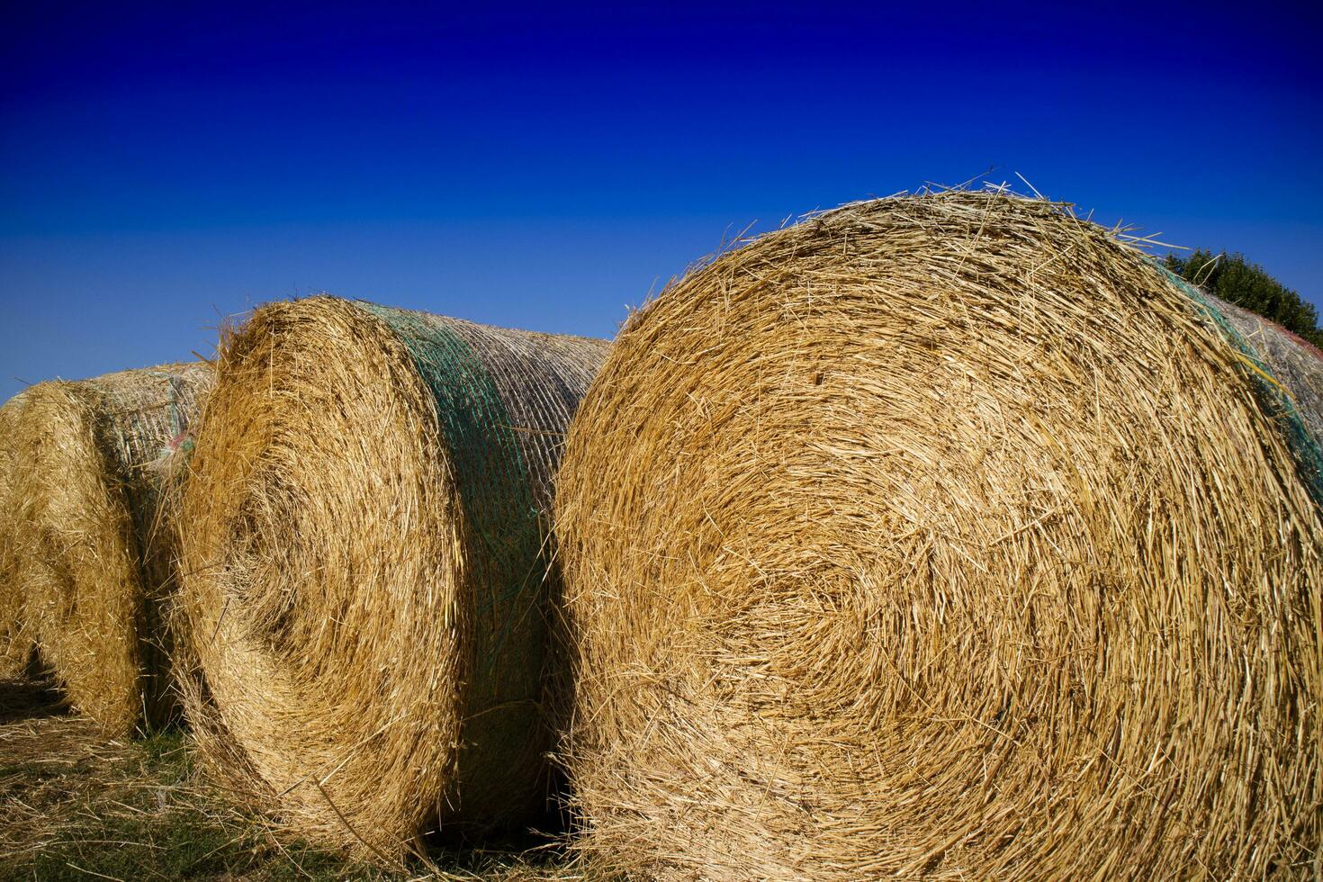 Straw pressed for animals photo