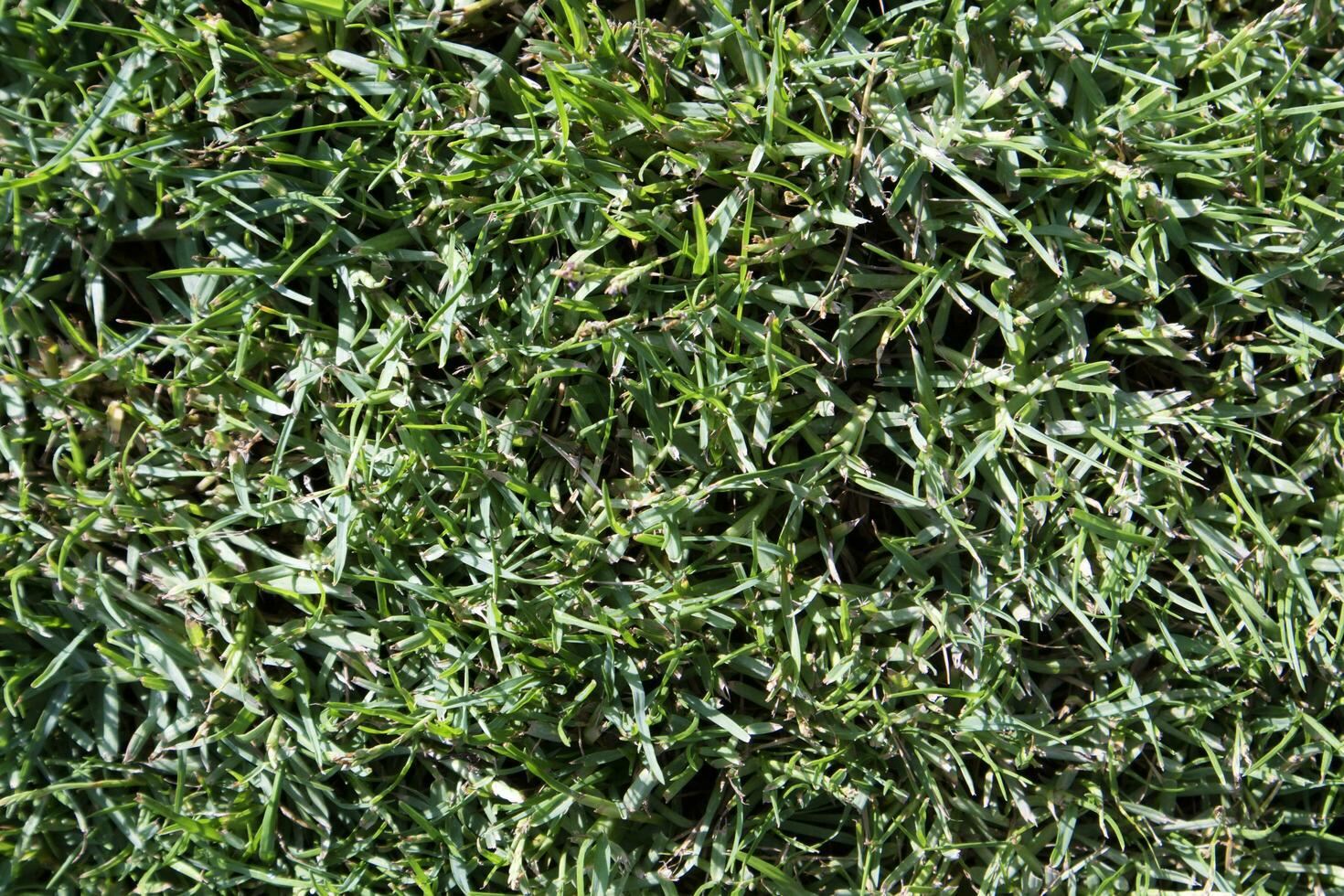 Lawn with green grass photo
