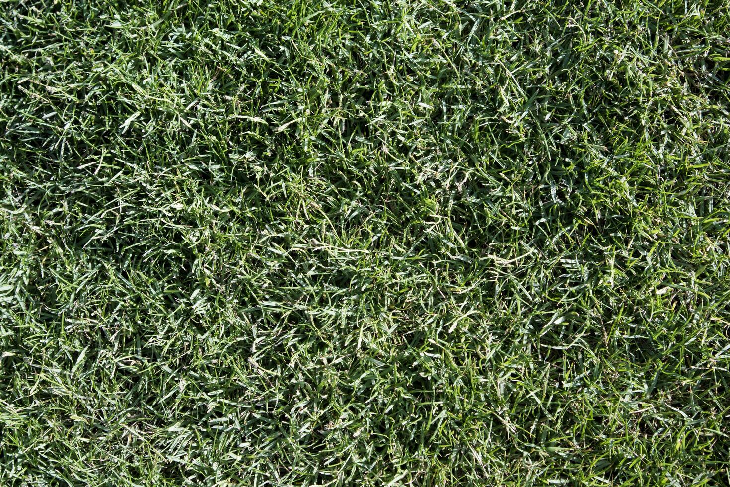 Lawn with green grass photo