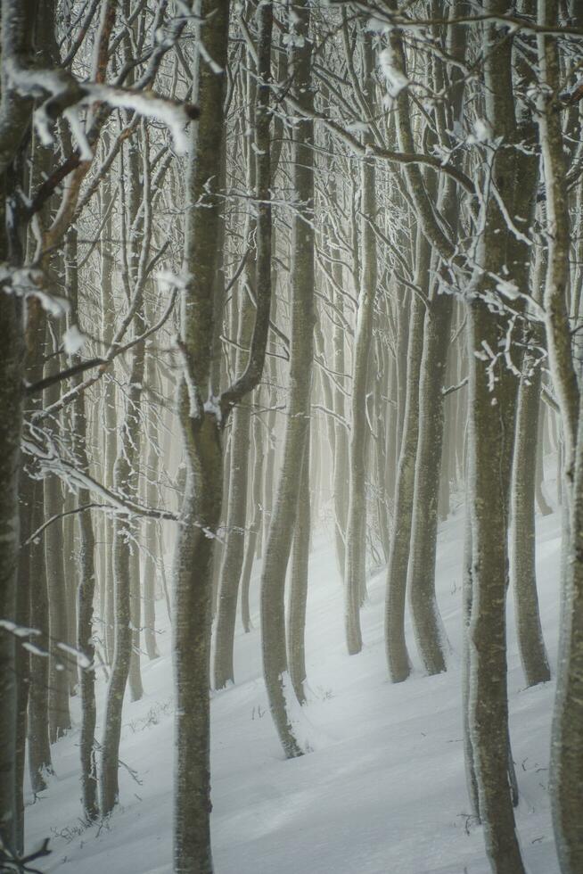 The forest in winter photo