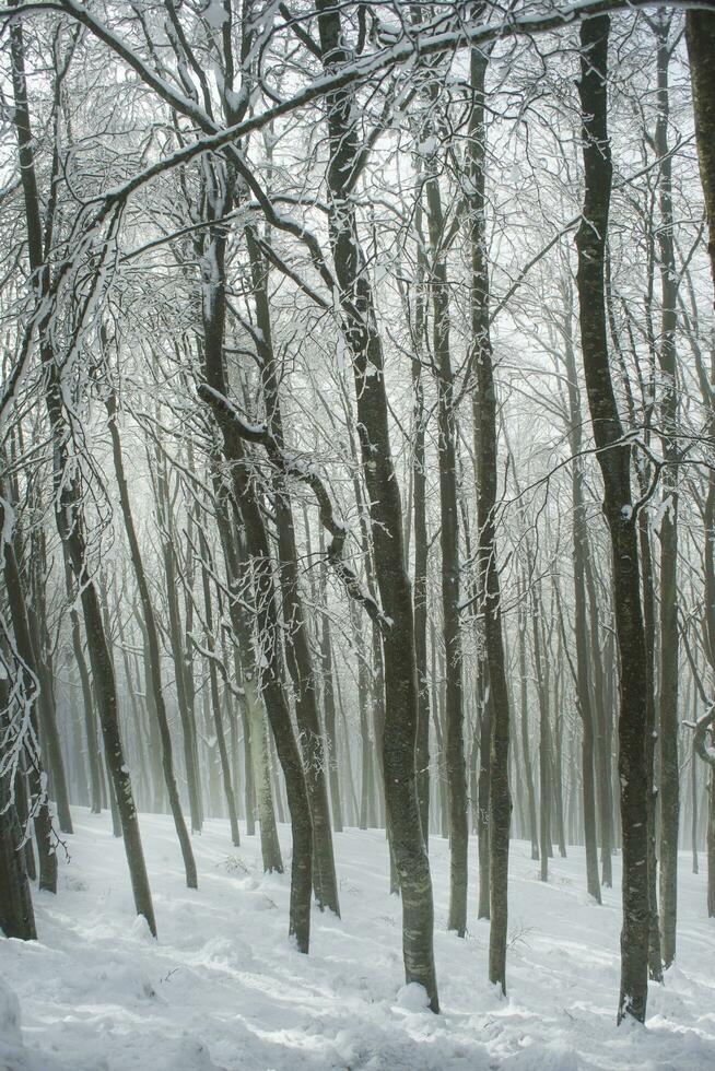 el bosque en invierno foto