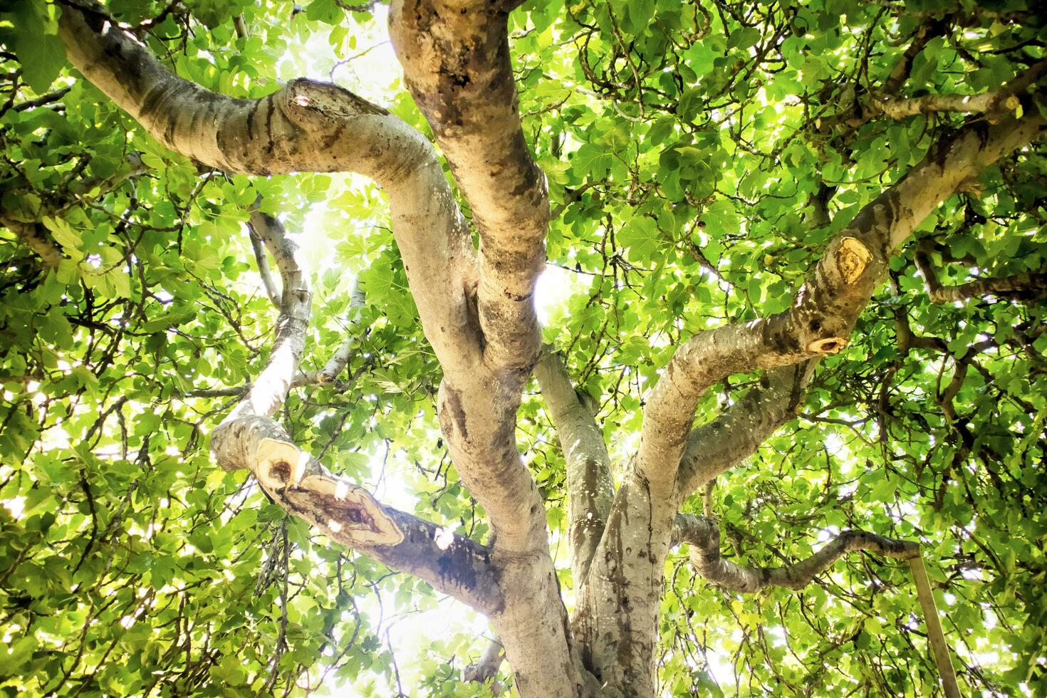 Fig tree in vegetation photo