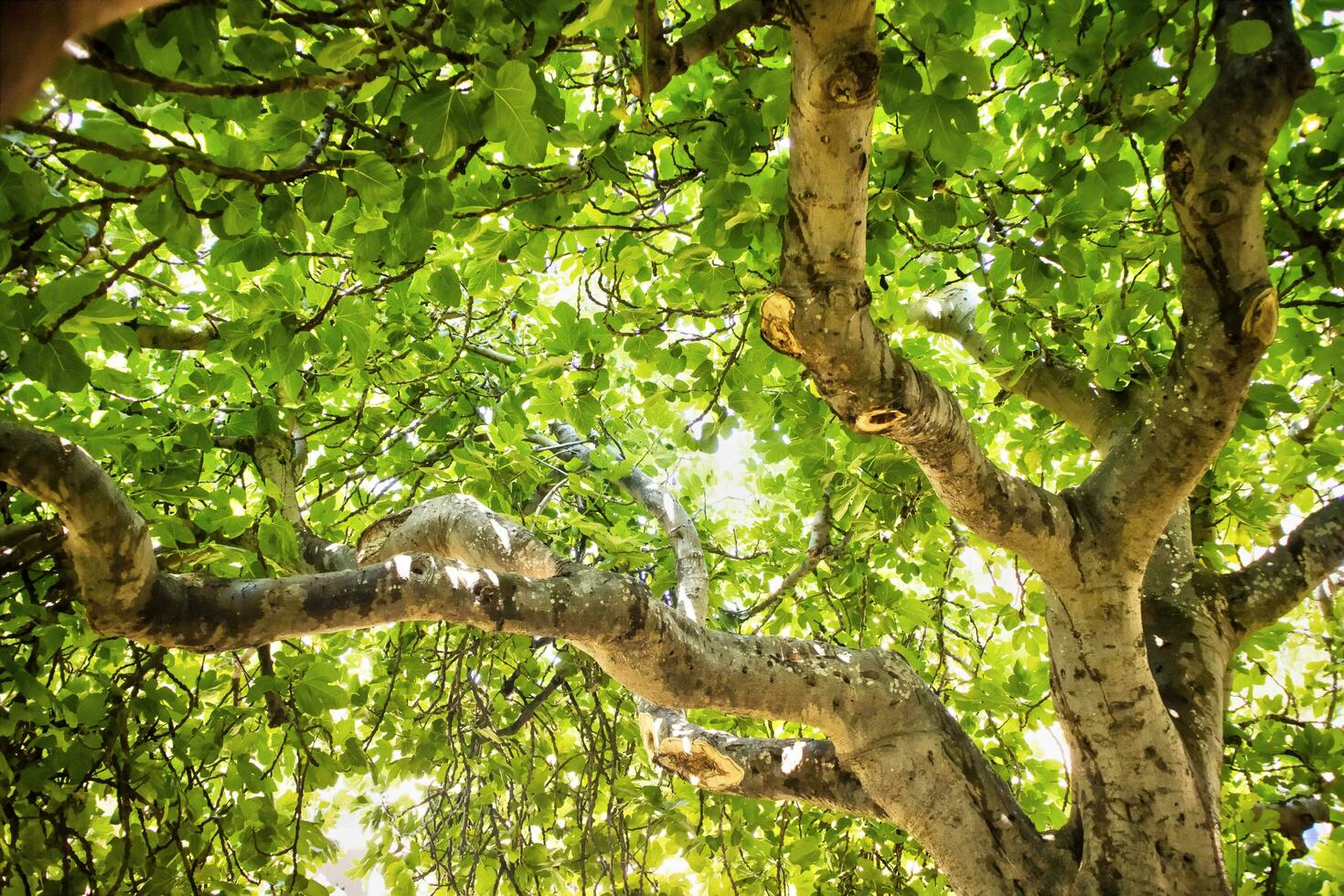 Fig tree in vegetation photo