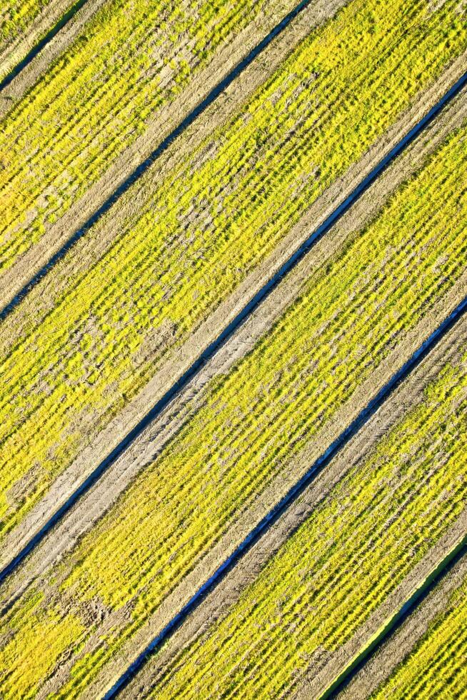 campo a cultivar foto