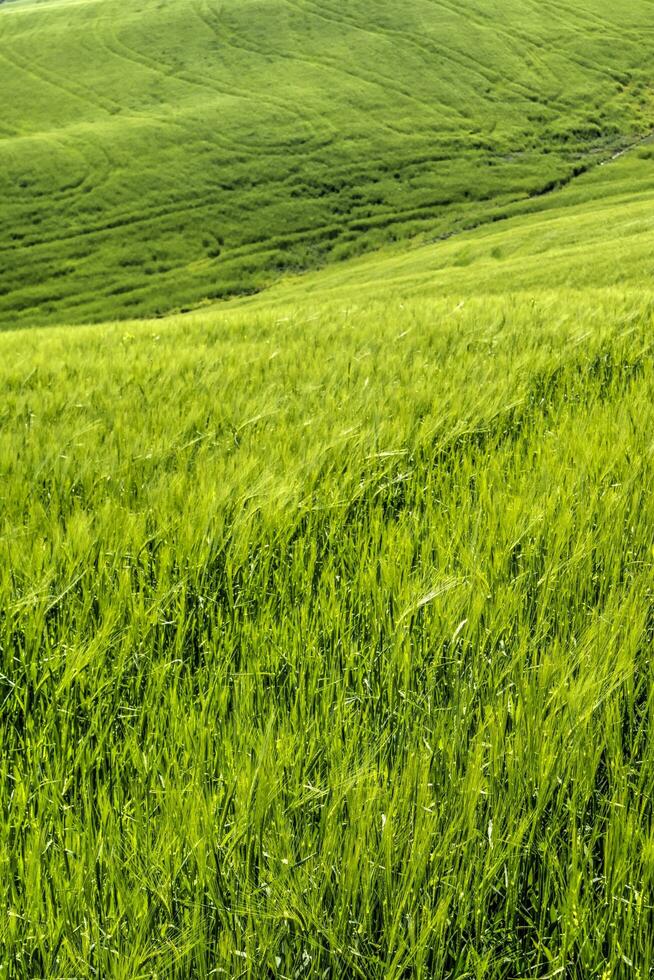 The color of the ripening wheat photo