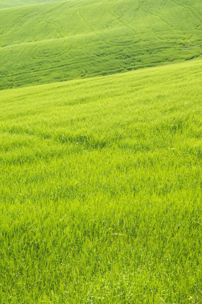 The color of the ripening wheat photo