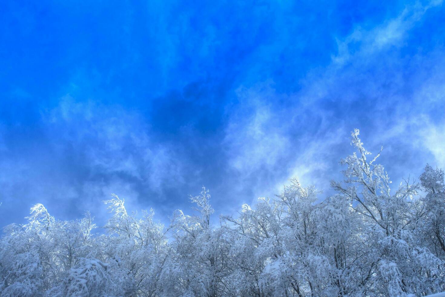 Snowy forest on a sunny day photo