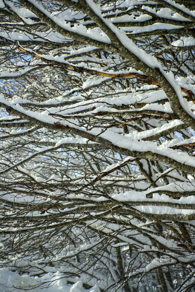 Snow-covered tree branch photo