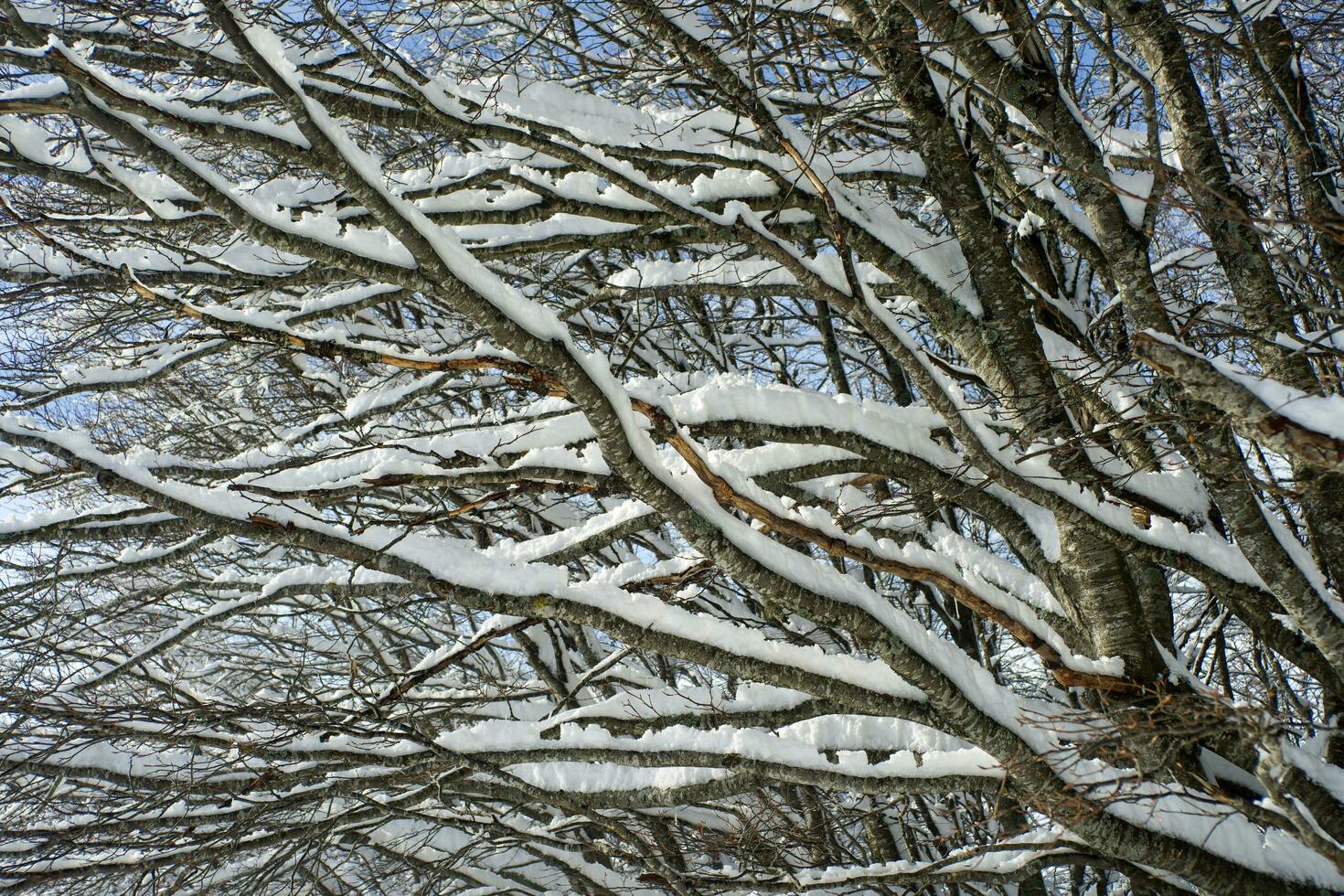 Snow-covered tree branch photo