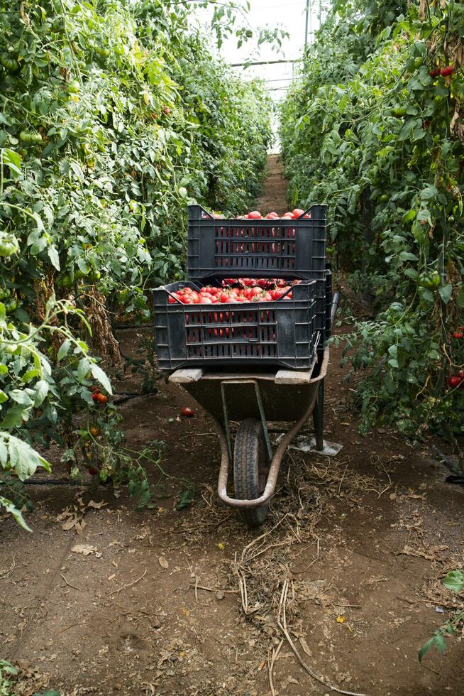 Collection of fresh tomato photo