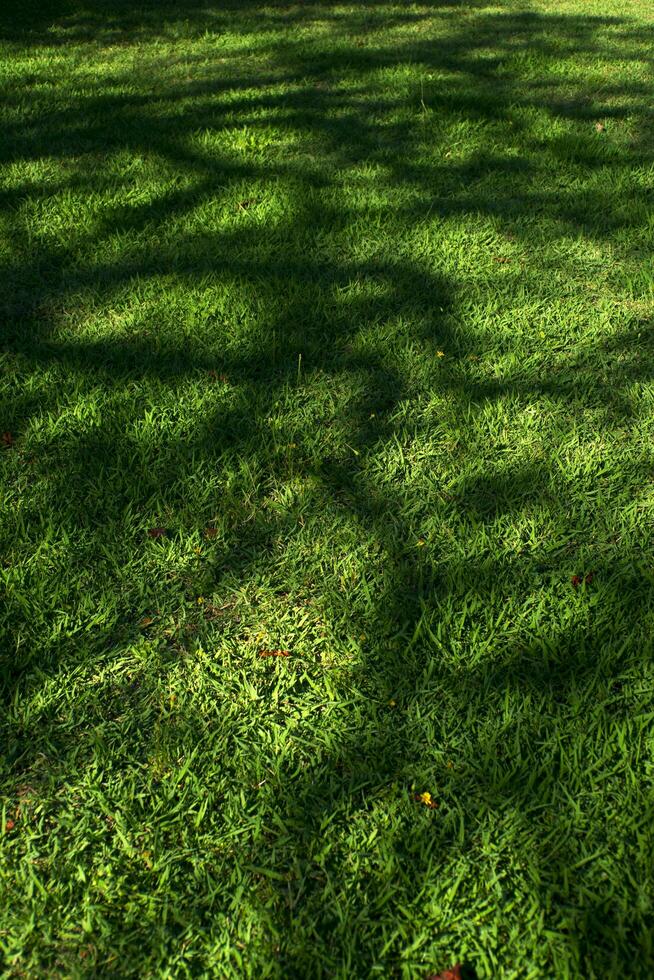 árbol sombra en un prado foto