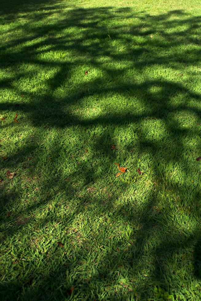 Tree shadow on a meadow photo