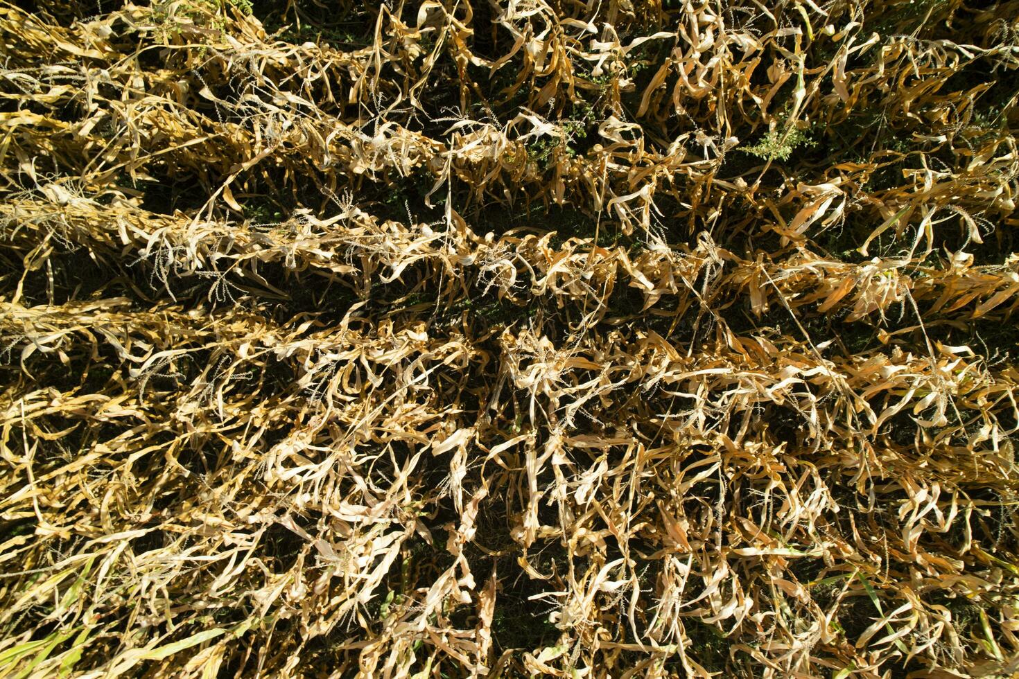 View of a wheat field photo