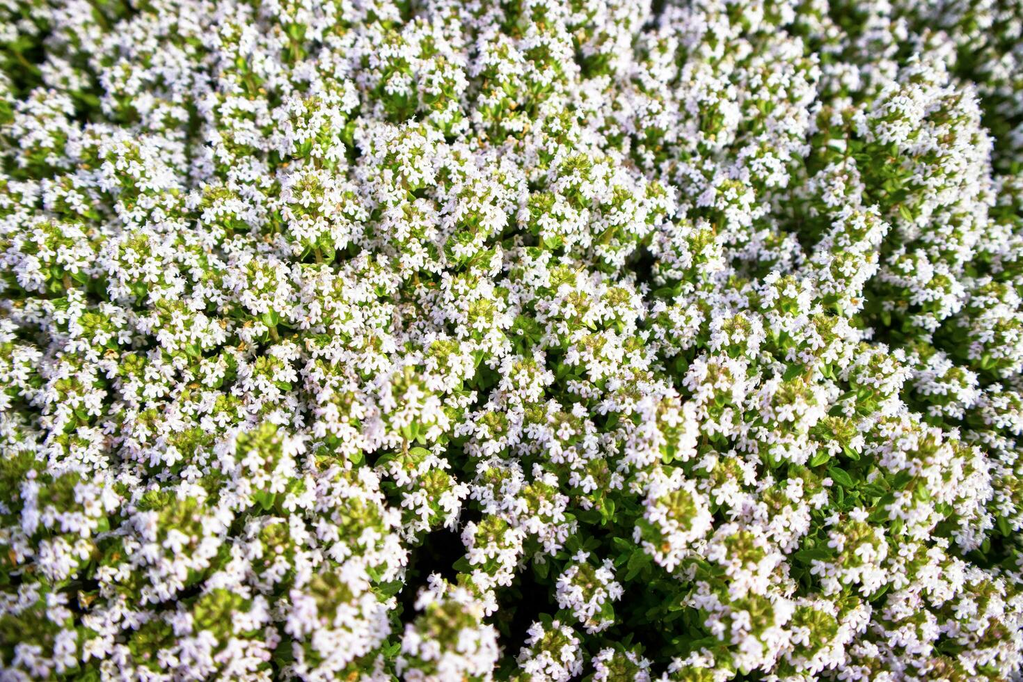 The flower of the thyme photo