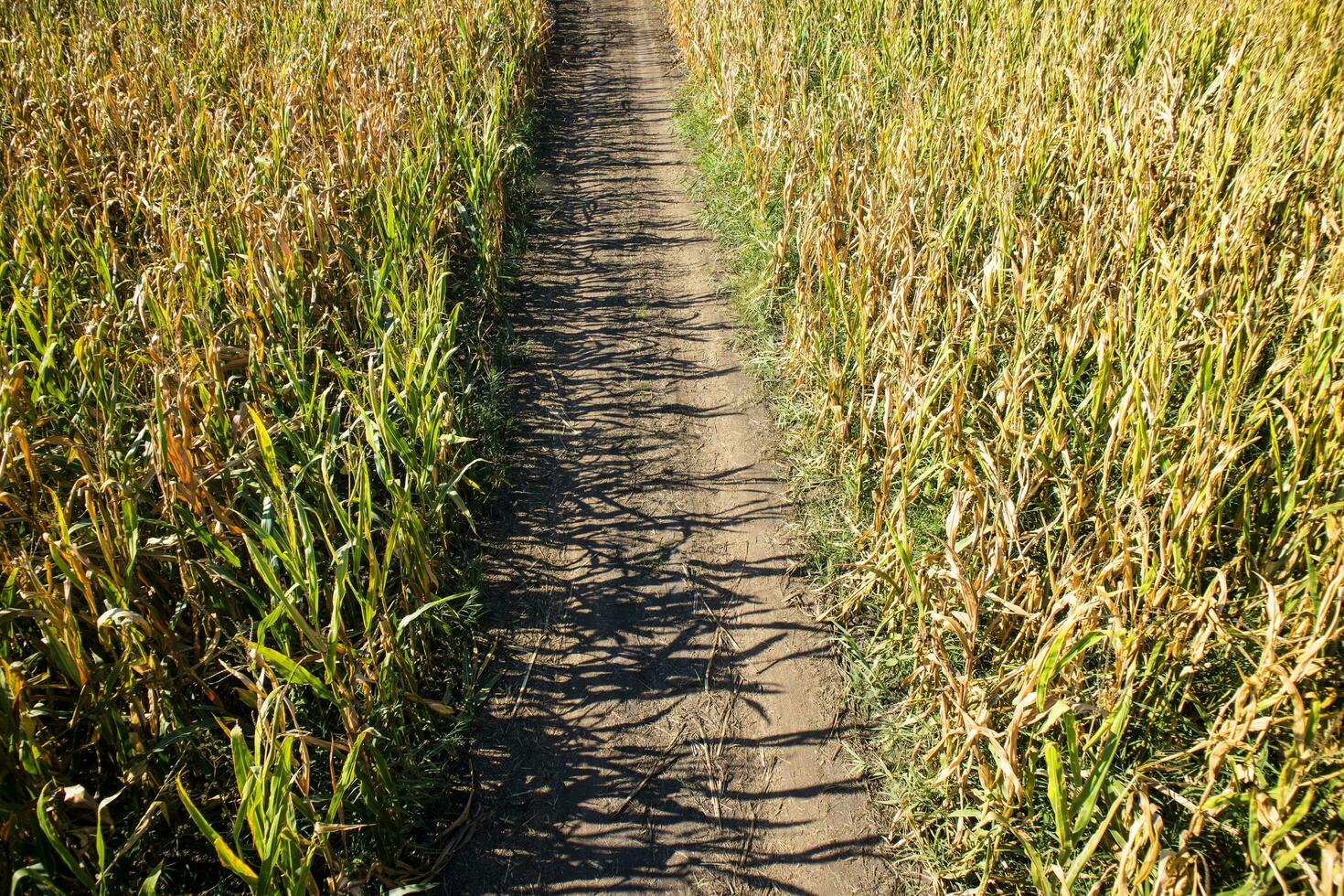 View of a field of corn photo