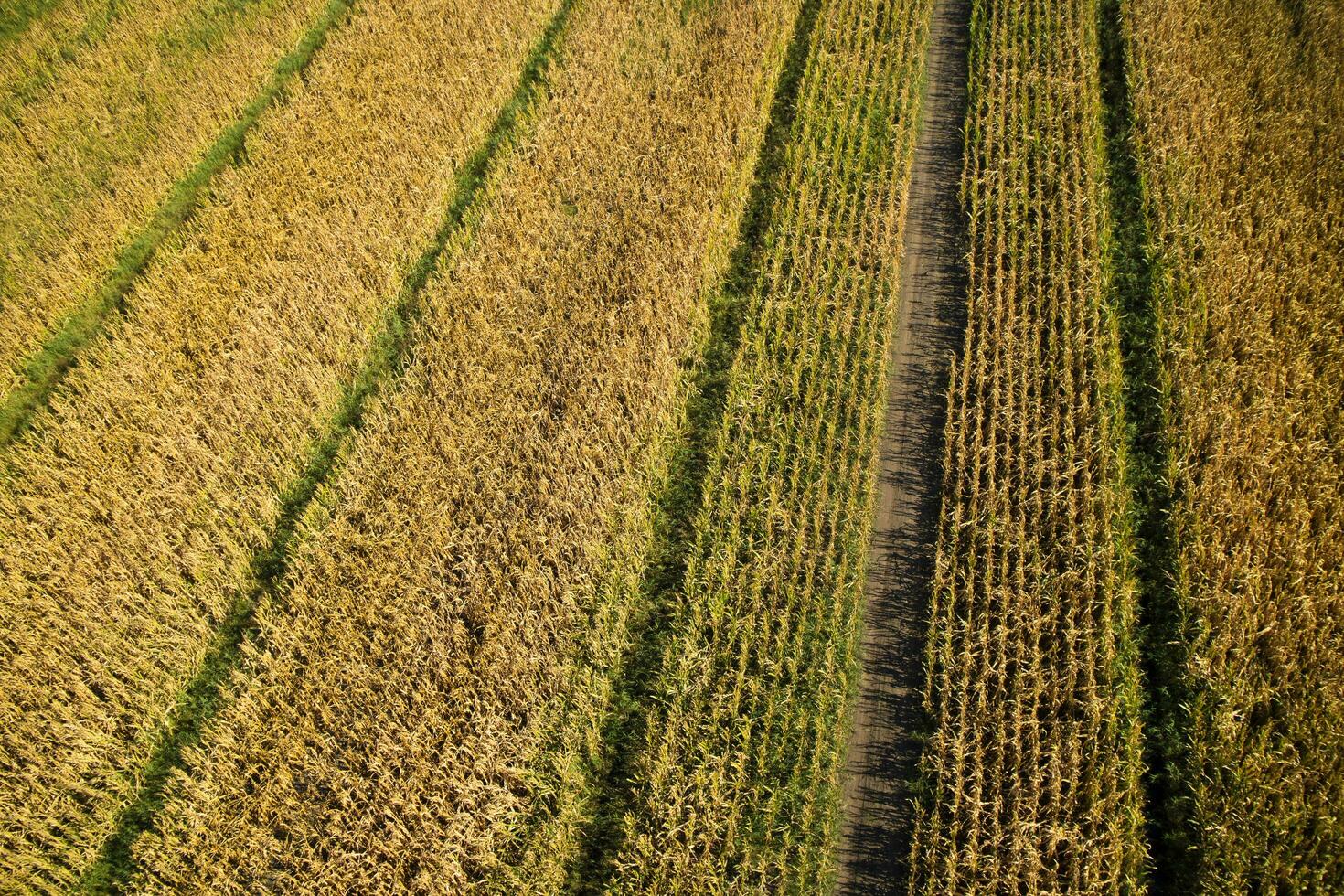 View of a field of corn photo