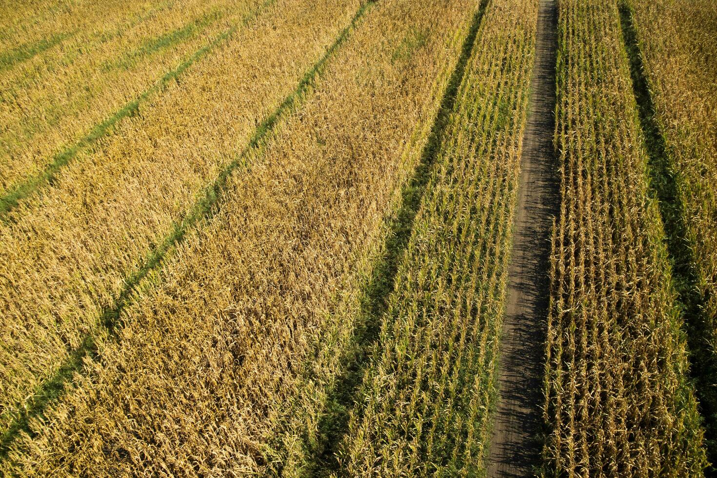 View of a field of corn photo