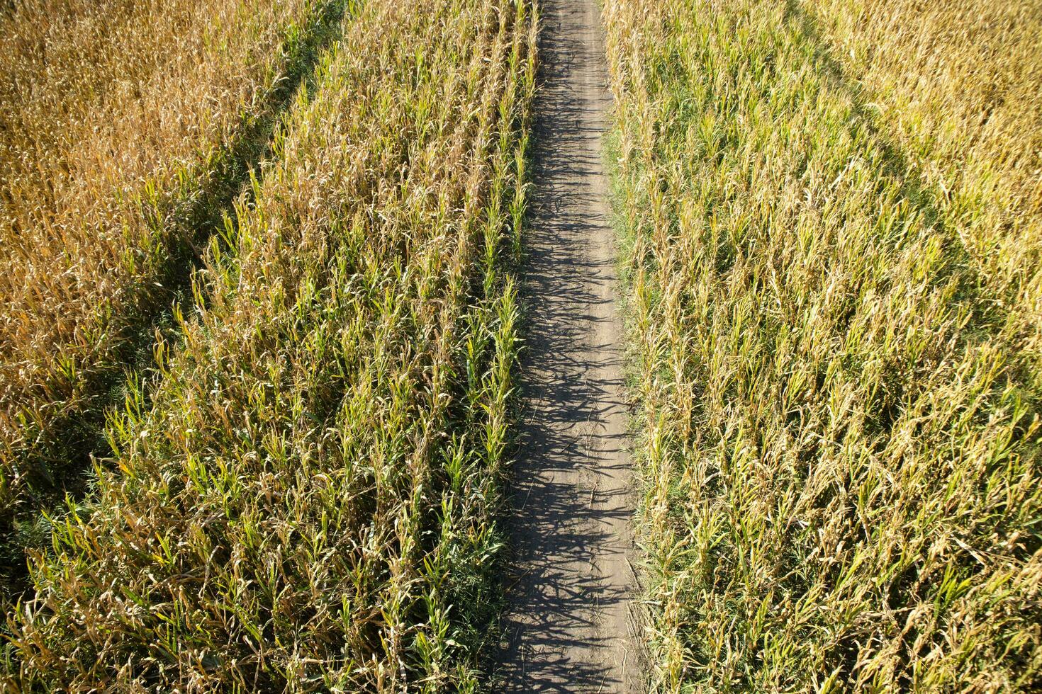 View of a field of corn photo