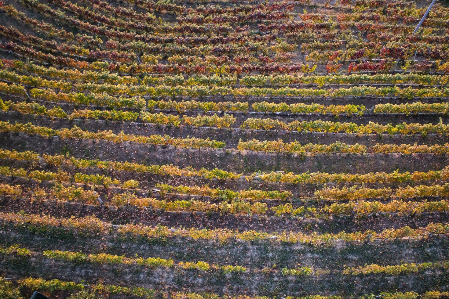 Vineyard in the autumn photo