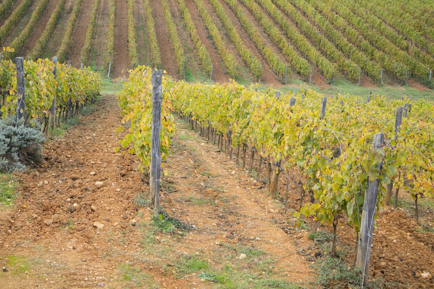 Vineyard in the autumn photo