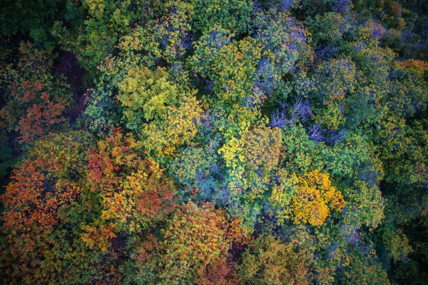 Autumn above the forest photo
