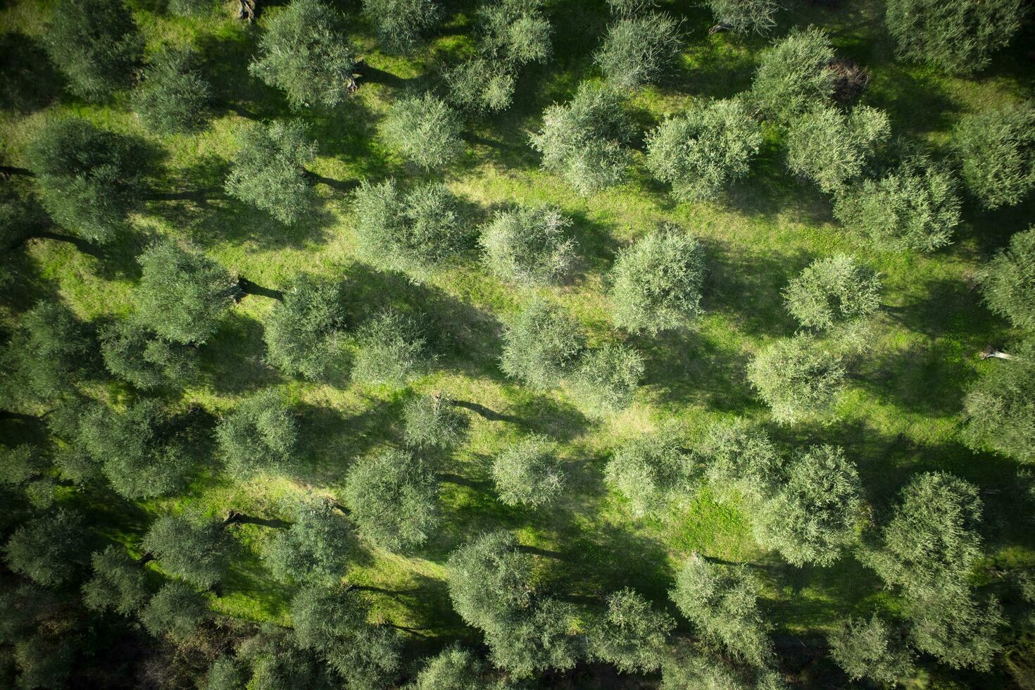 Aerial view of an olive grove photo