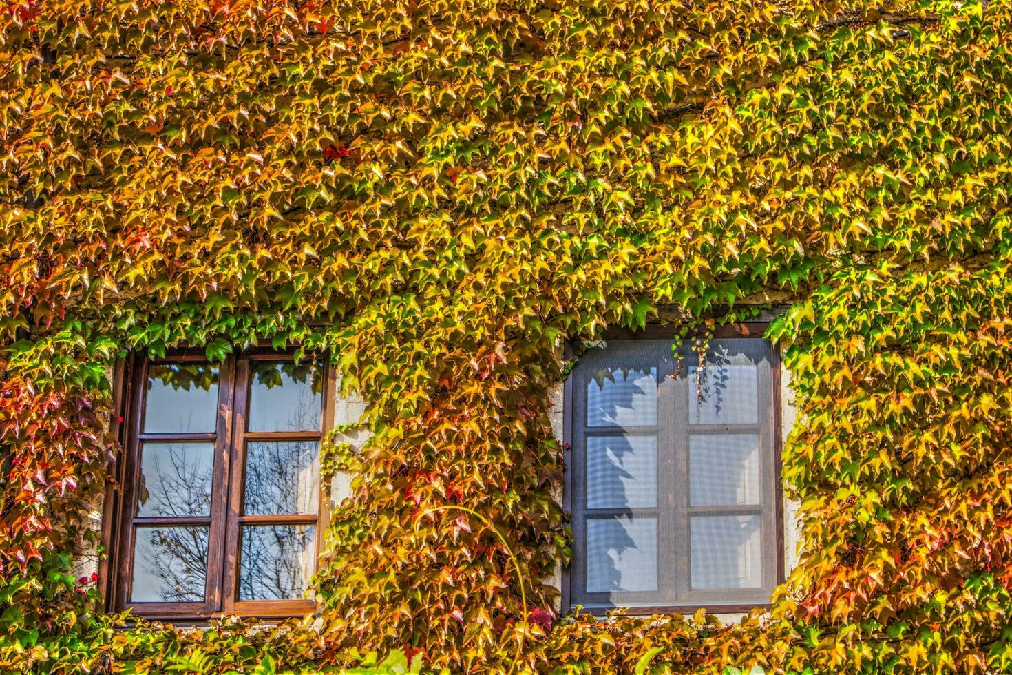 Climbing plant American vine photo
