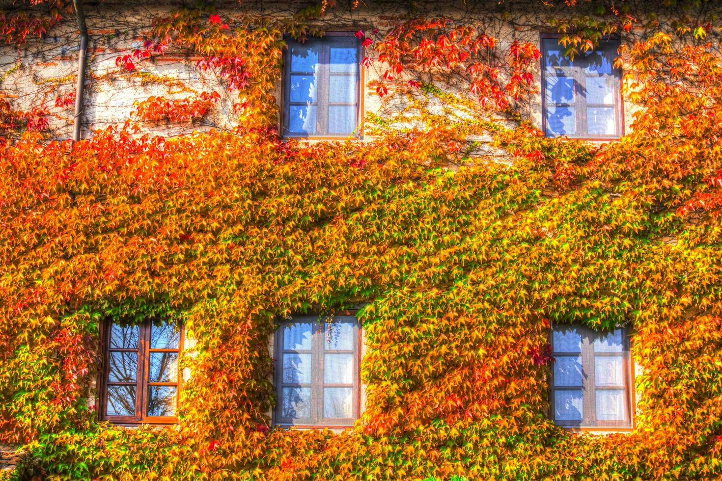 Climbing plant American vine photo